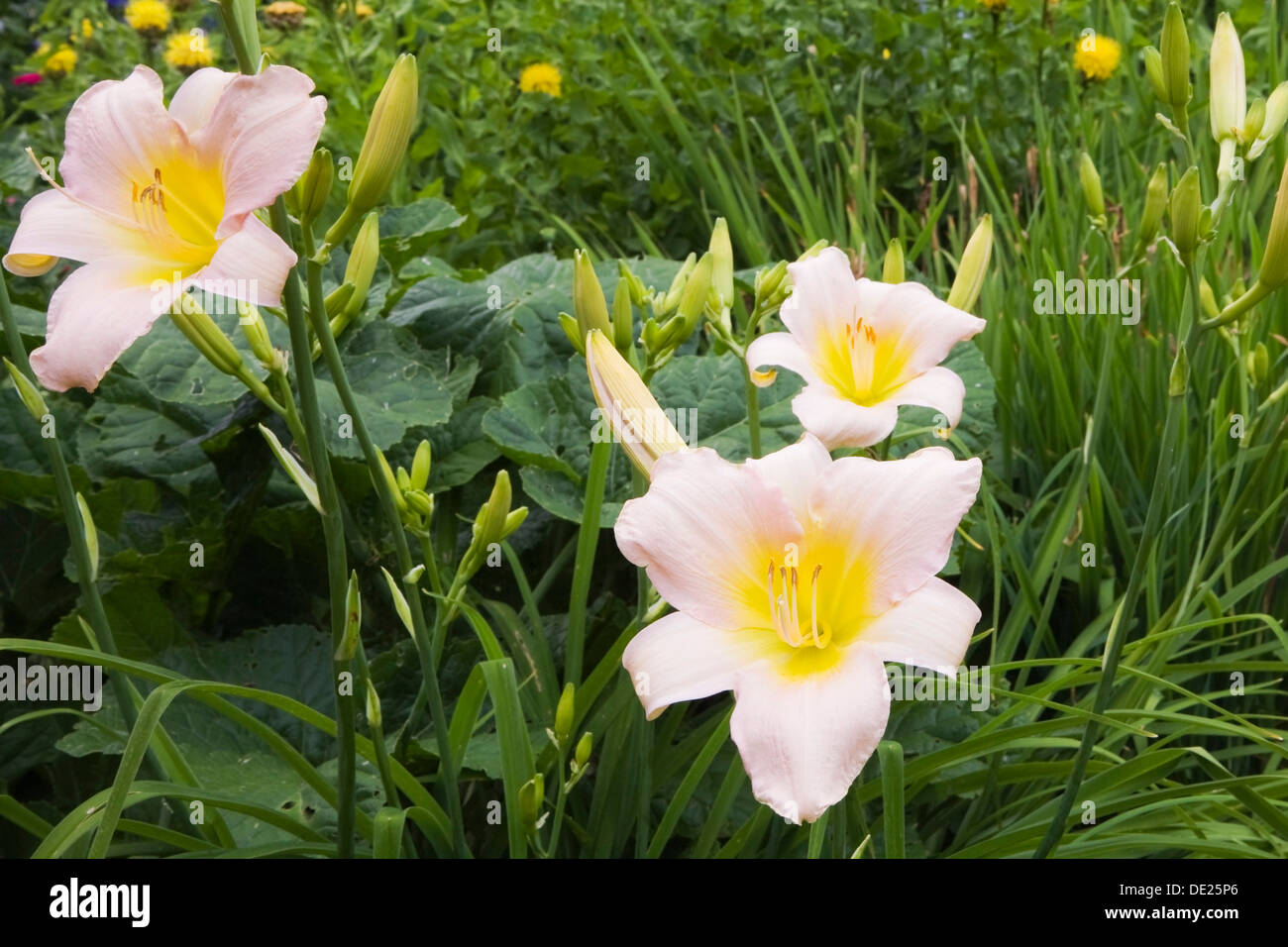 Pink and yellow daylilies (Hemerocallis), flowers, Quebec Province, Canada Stock Photo