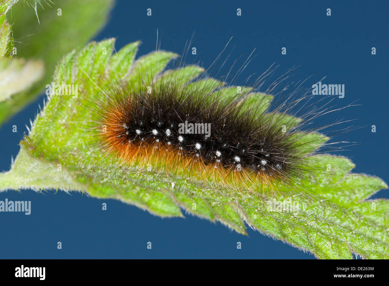 Garden tiger moth, larvae, caterpillar, Brauner Bär, Raupe, Bärenspinner, Arctia caja Stock Photo