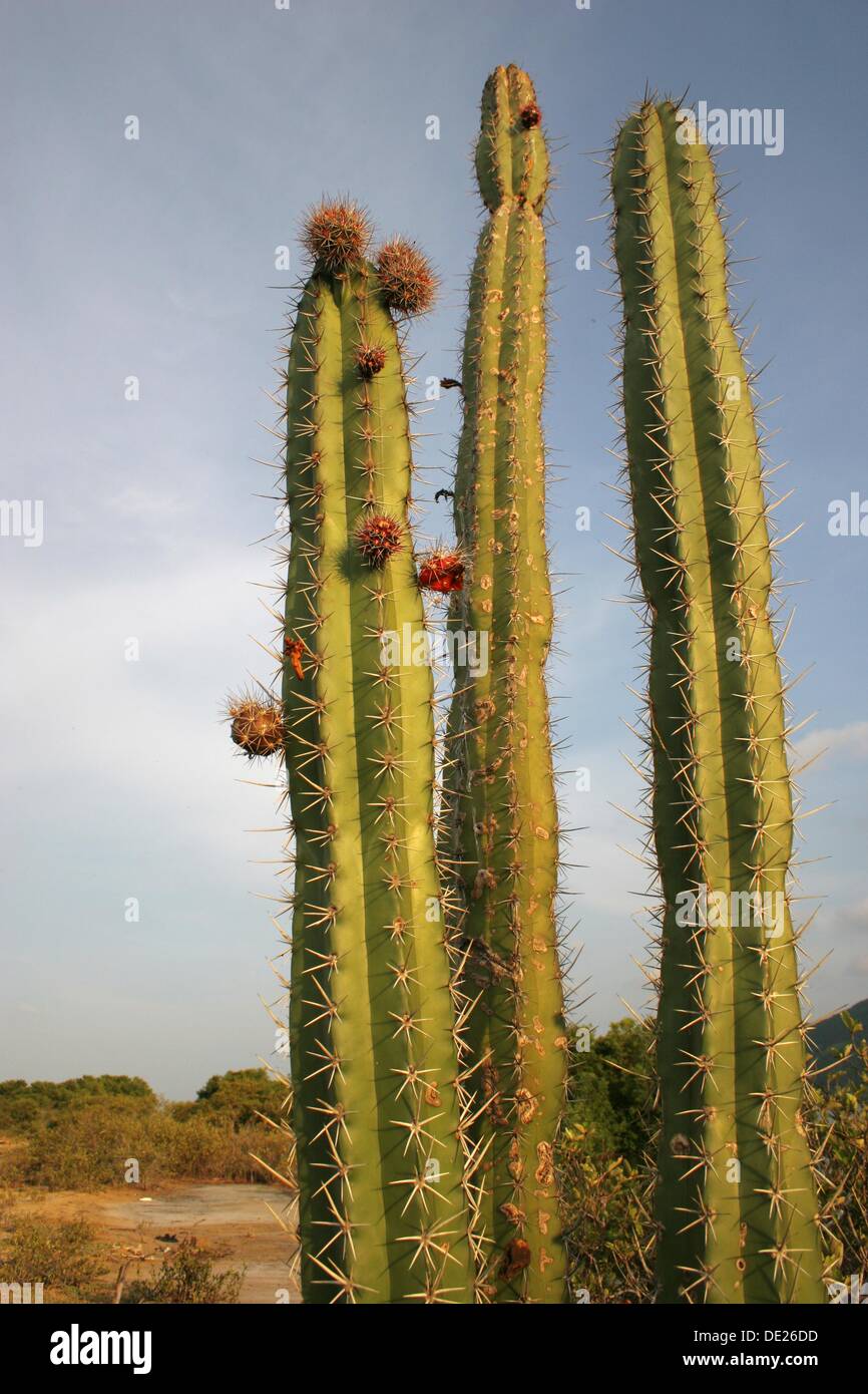 Cactus, Laguna de Unare, Venezuela Stock Photo - Alamy