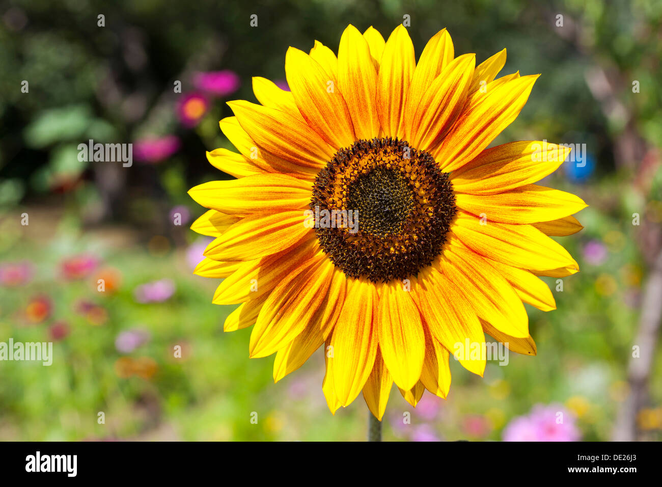 Inflorescence of a Sunflower (Helianthus annuus), petals and seed head, Germany Stock Photo