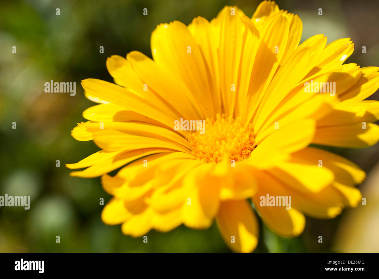 Pot Marigold (Calendula officinalis), yellow flower, Saxony, Germany Stock Photo