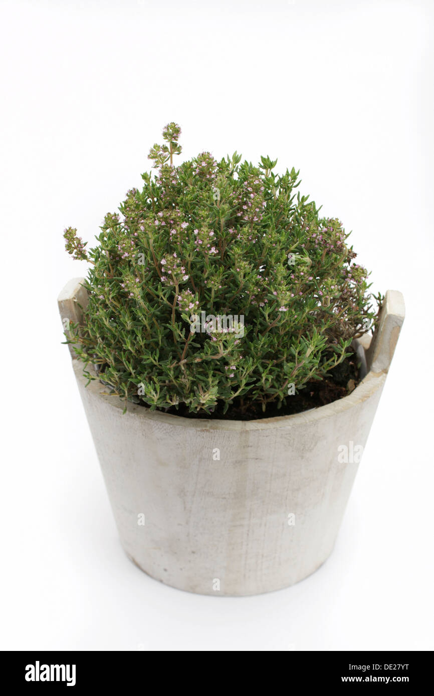 Common thyme (Thymus vulgaris), herb, medicinal plant Stock Photo Alamy