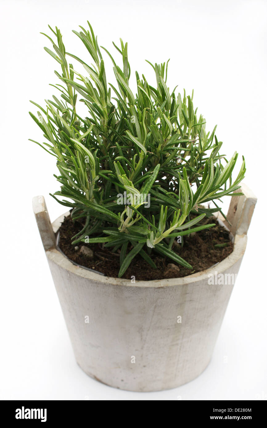 Rosemary (Rosmarinus officinalis), herb, medicinal plant Stock Photo