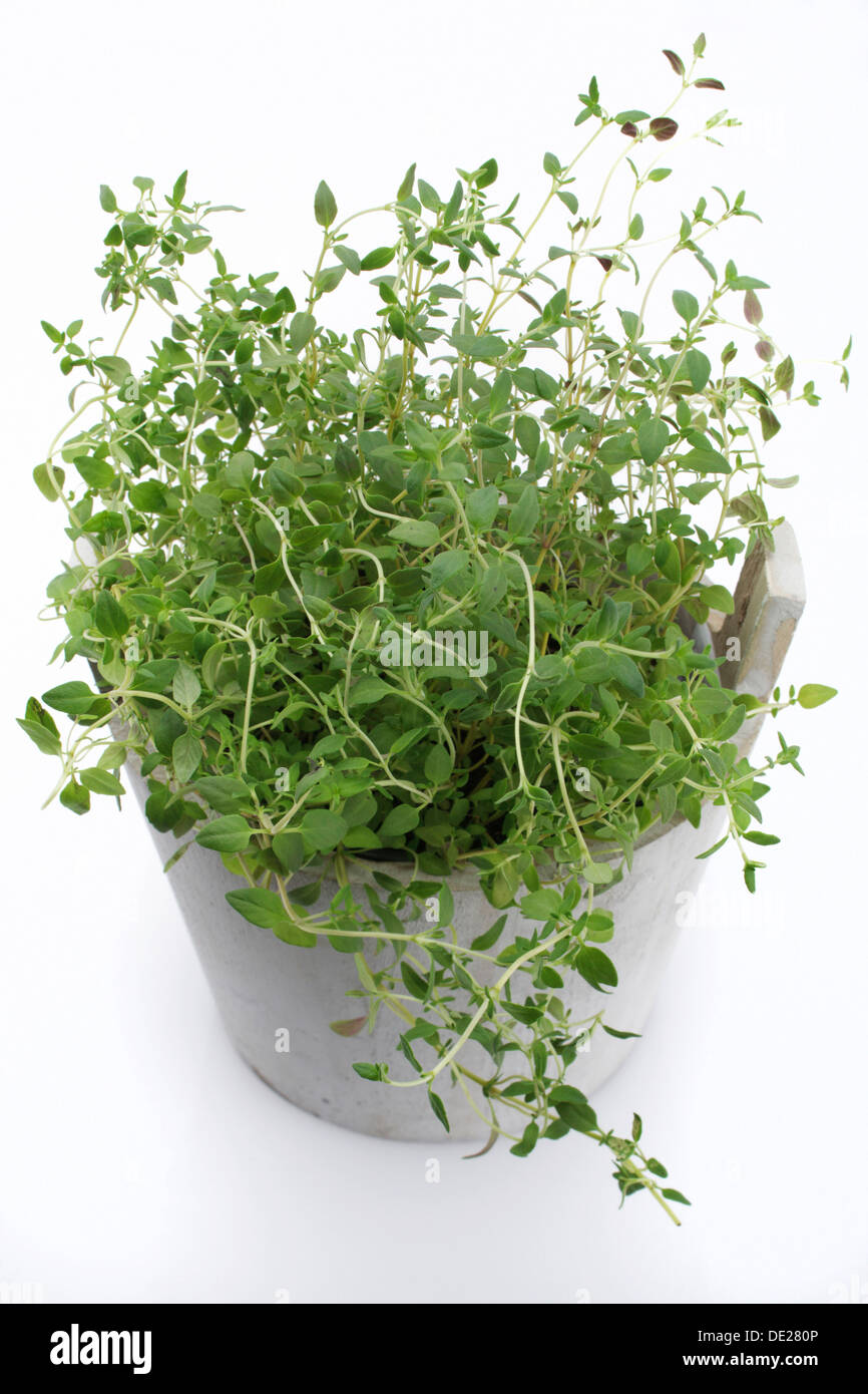 Oregano (Origanum vulgare), herb, medicinal plant Stock Photo Alamy