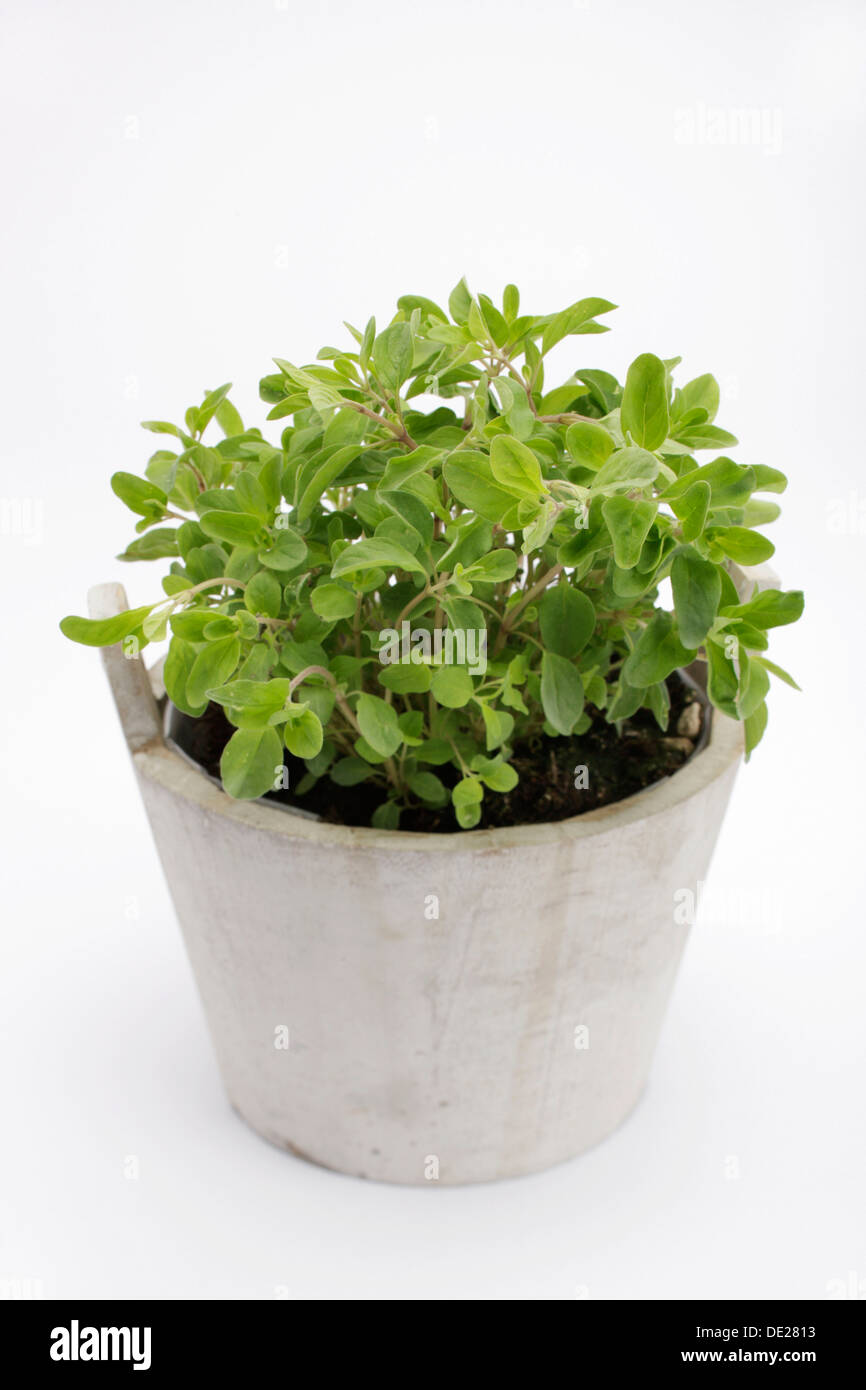 Marjoram (Origanum majorana), herb Stock Photo