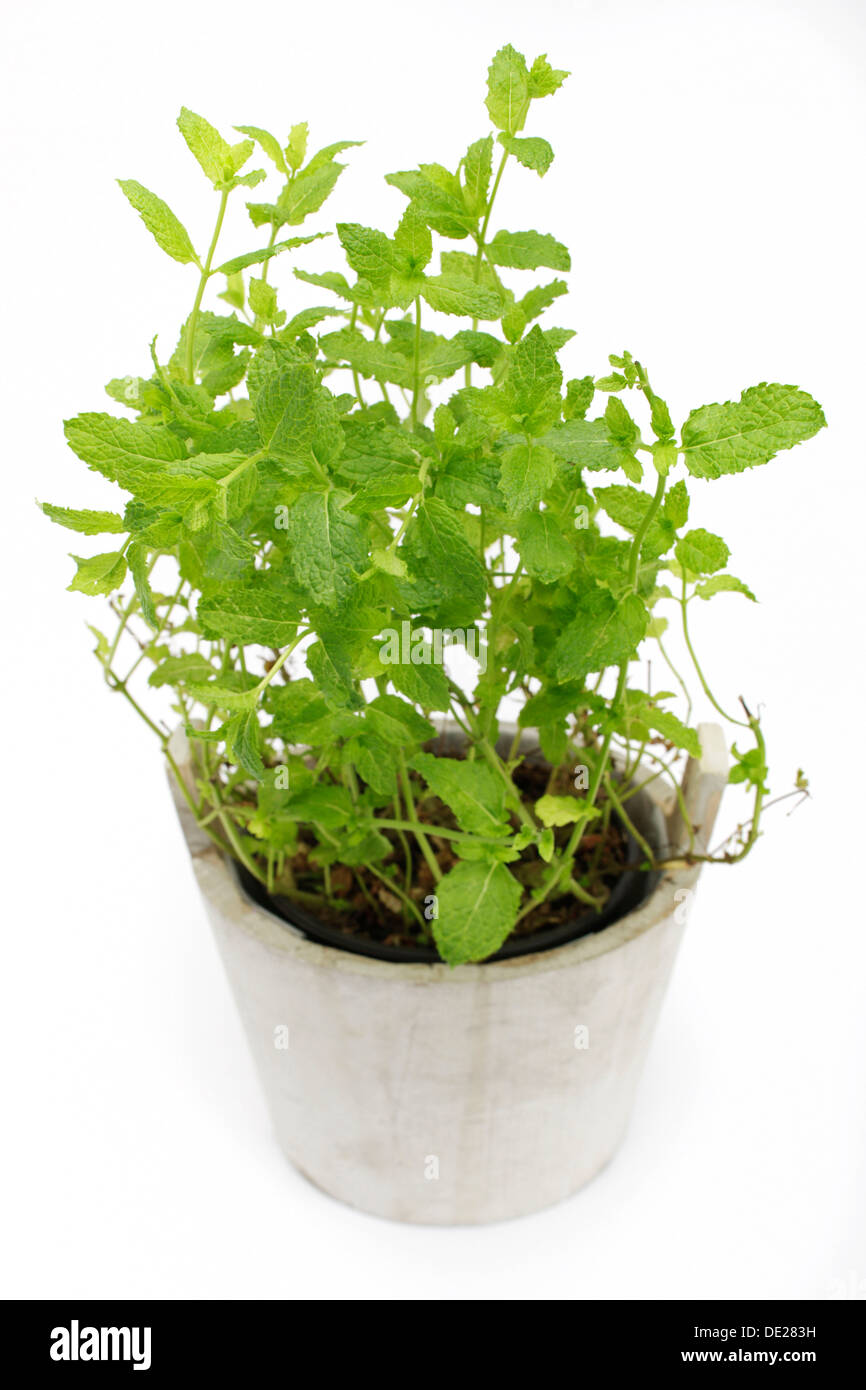 Mint (Mentha), herb, medicinal plant Stock Photo Alamy