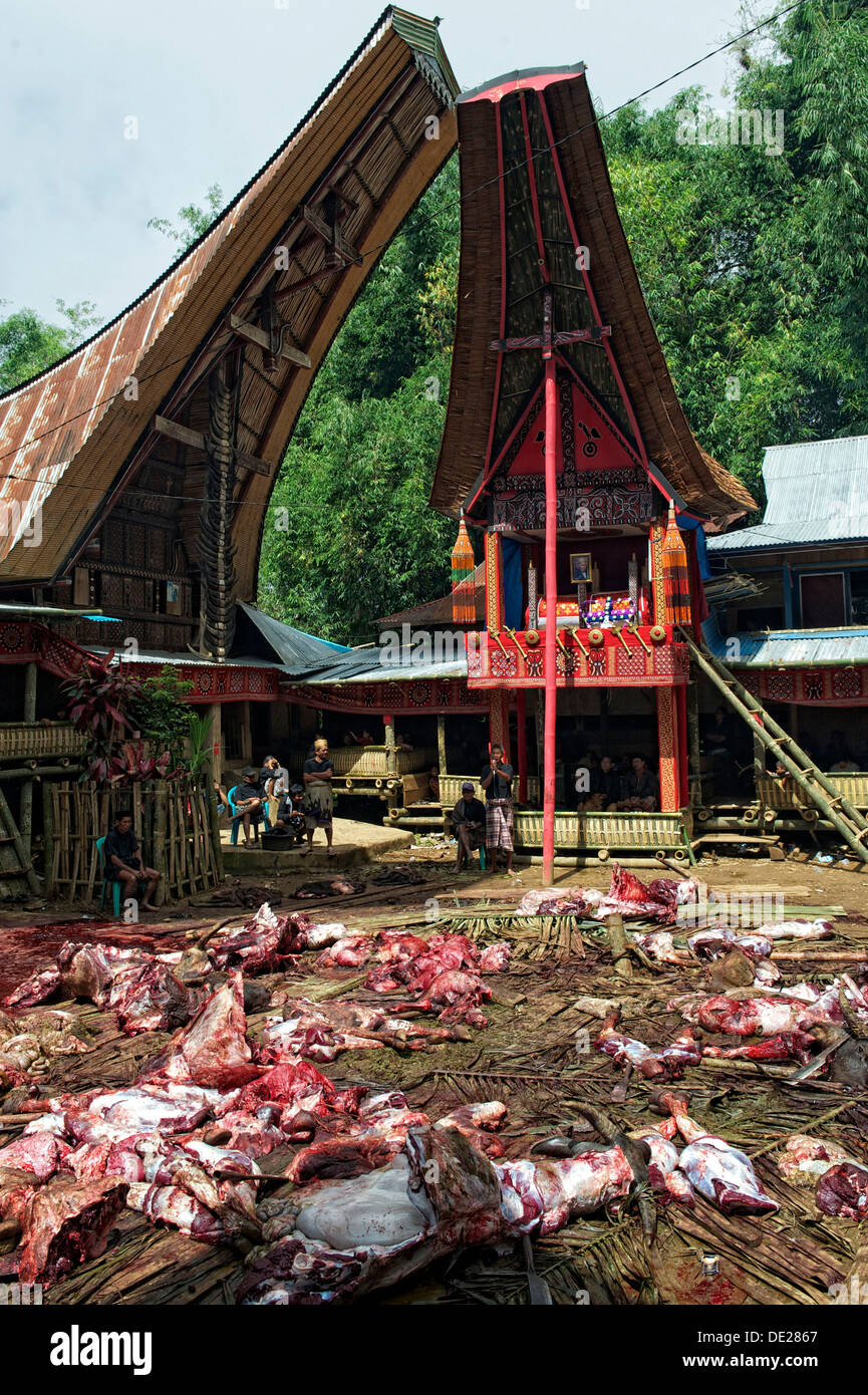 Funeral ceremony with ritual slaughter of water buffaloes in traditional Toraja village, Batutumonga, near Rantepao, Sulawesi Stock Photo