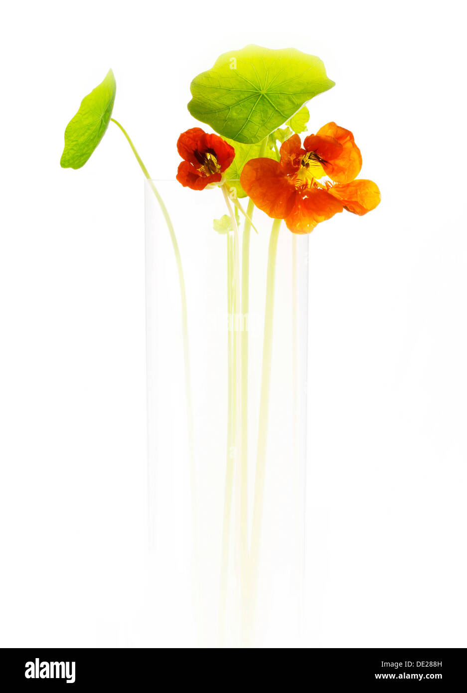Nasturtium in a glass vase, still life Stock Photo