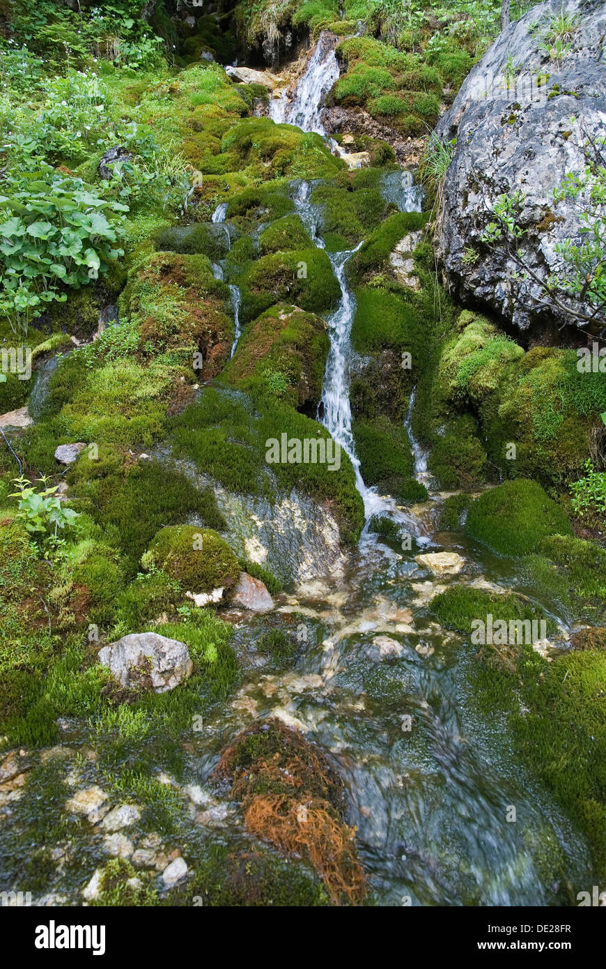 Small moss-covered tributary of the Johannesfluss River in Johannestal Valley, in the Karwendel Range, Tyrol, Austria, Europe Stock Photo