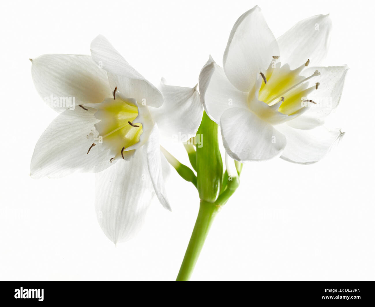 Amazon Lily (Eucharis grandiflora) Stock Photo