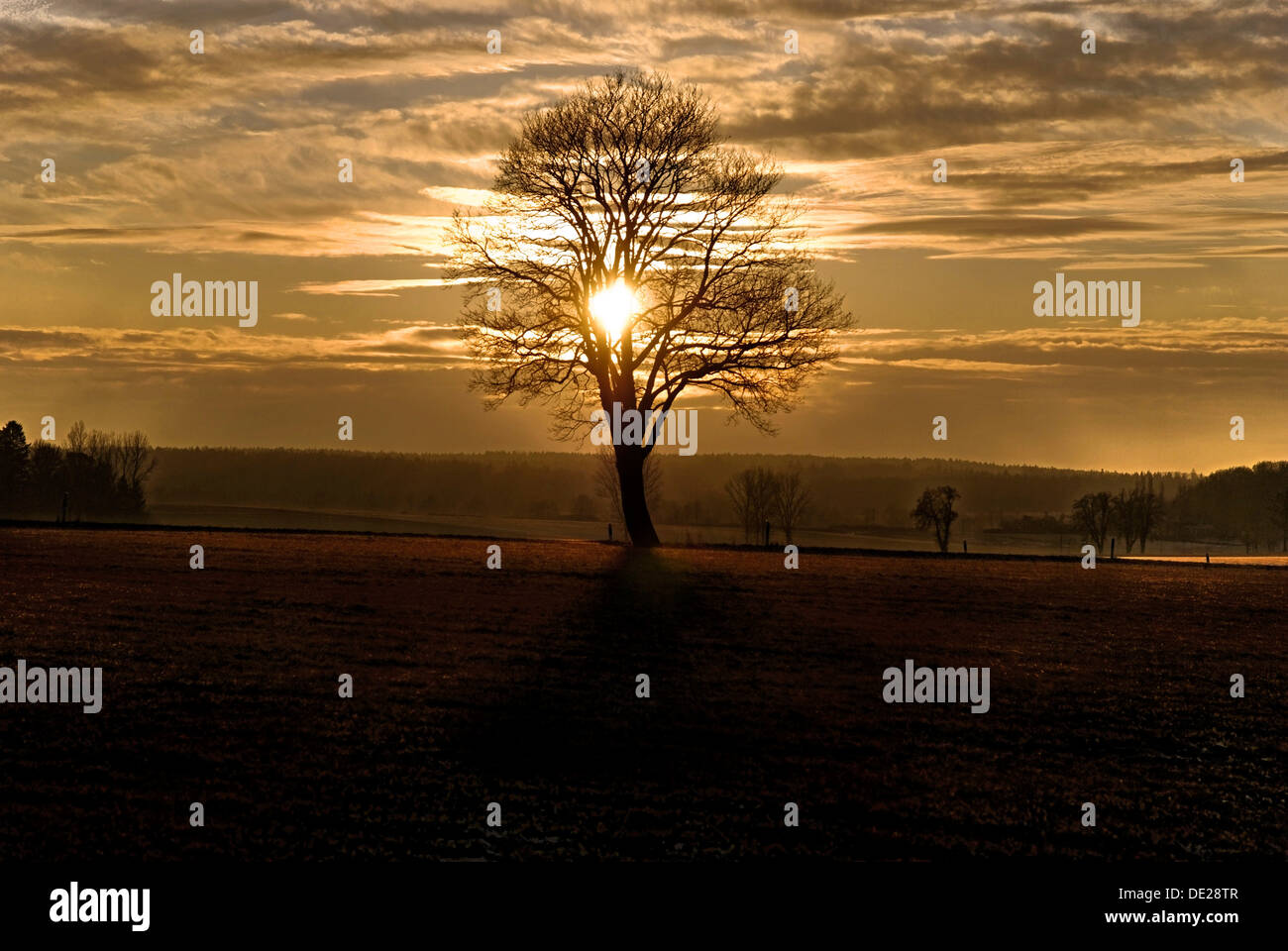 Frost covered plant sunset hi-res stock photography and images - Alamy