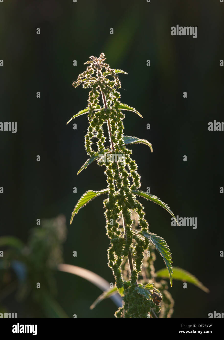 Stinging nettle plant Stock Photo