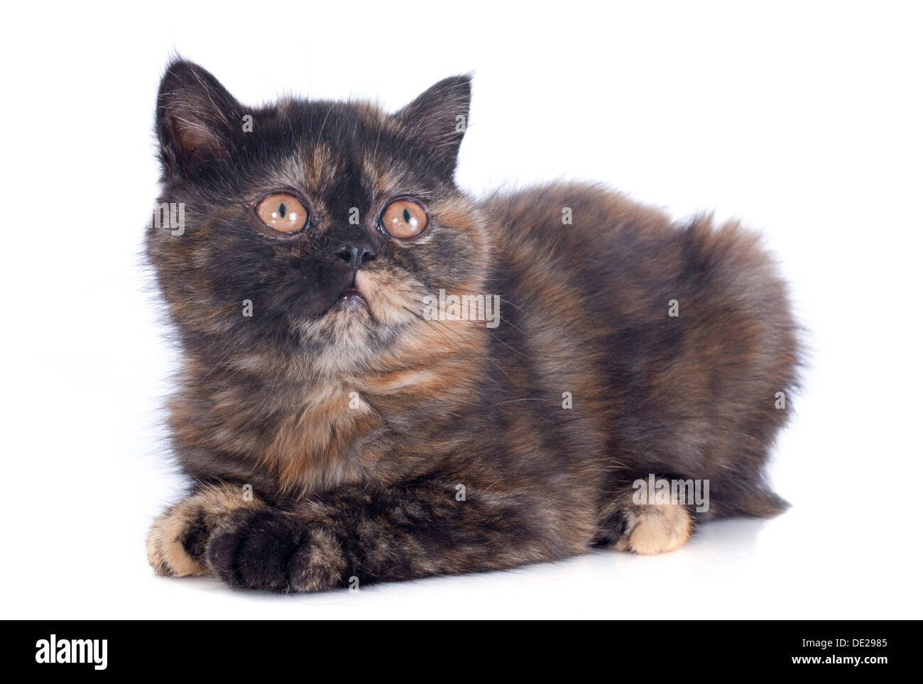 Exotic Shorthair Kitten In Front Of White Background Stock Photo