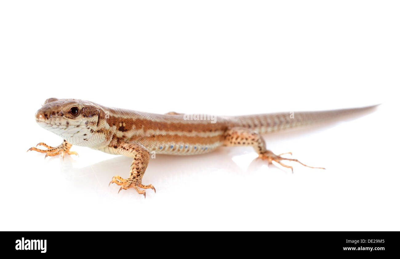 french lizard in front of white background Stock Photo