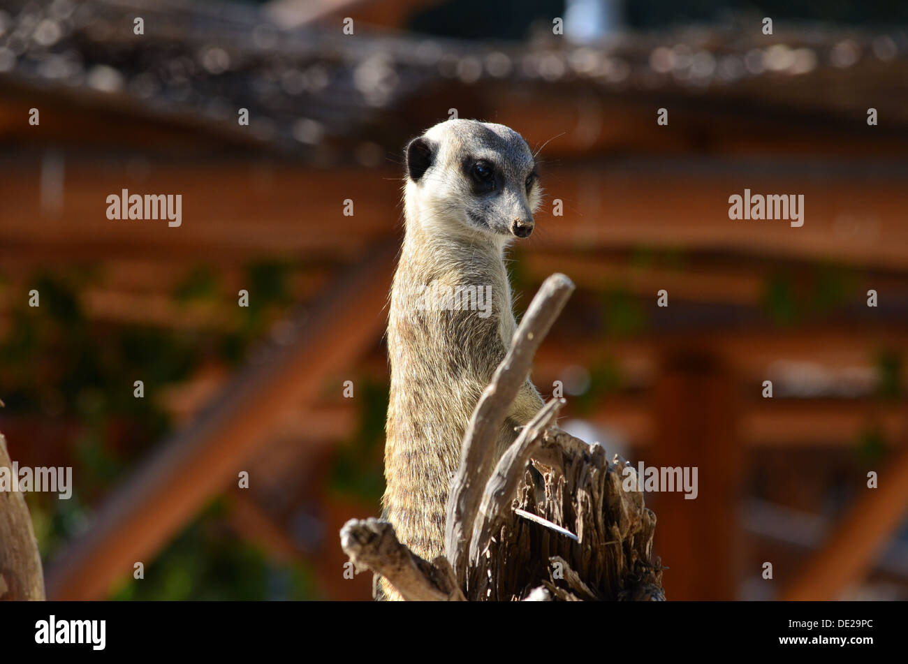 Few pictures of funny surricates from Limassol zoo Stock Photo