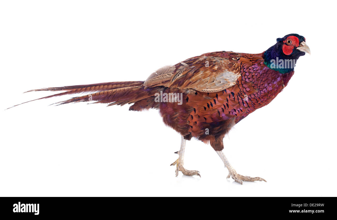 Male European Common Pheasant, Phasianus colchicus, in front of white background Stock Photo