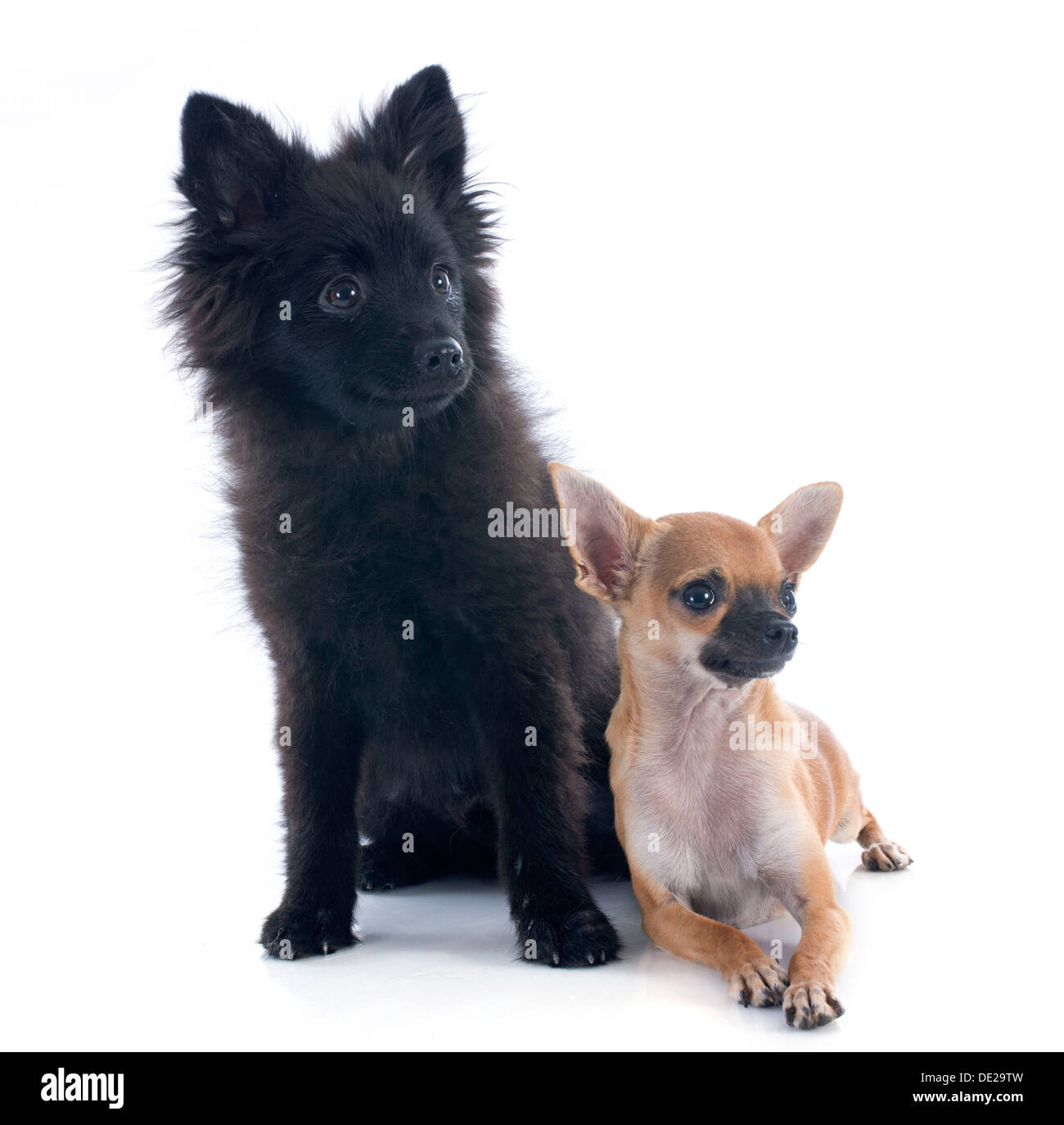 Chihuahua Spitz High Resolution Stock Photography And Images Alamy