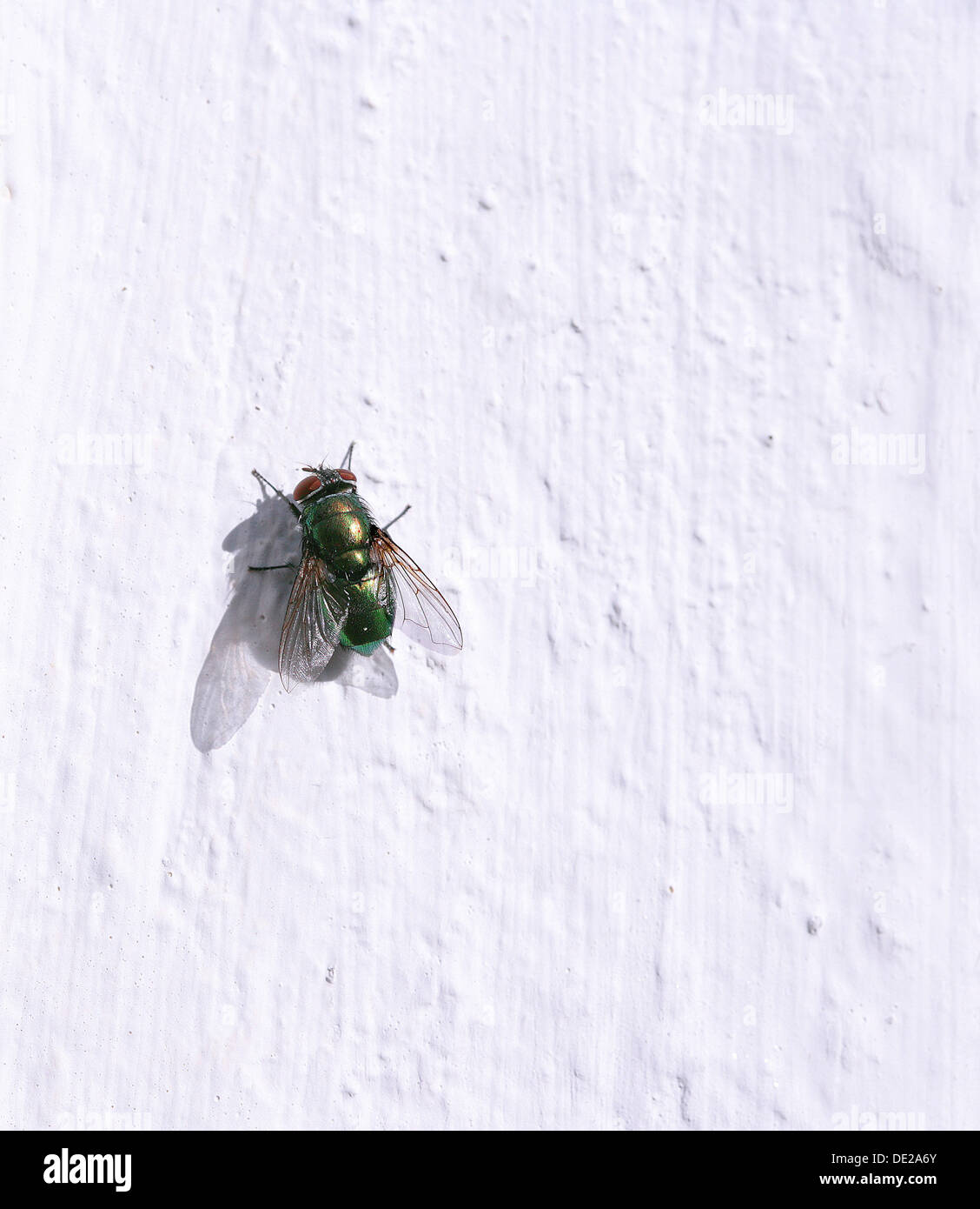 Green bottle fly (Lucilia) perched on a white wall Stock Photo