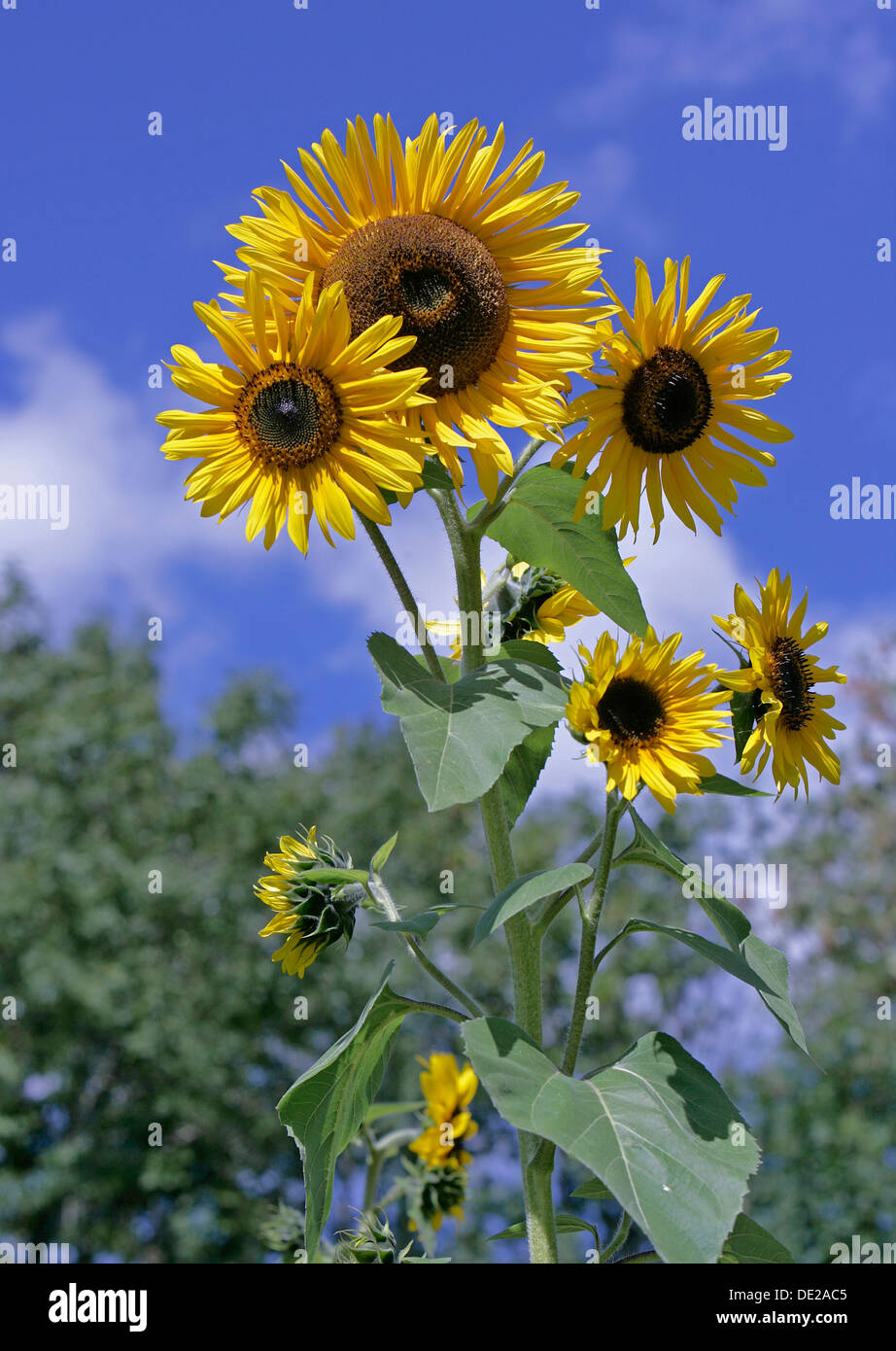 Sunflowers (Helianthus anuus) Stock Photo