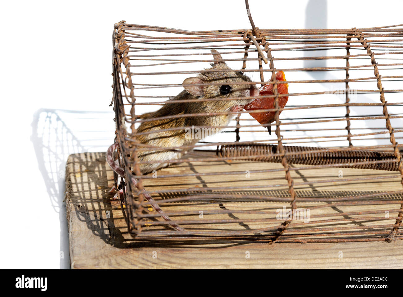 House mouse (Mus musculus), in a live-trap feeding on bait Stock Photo