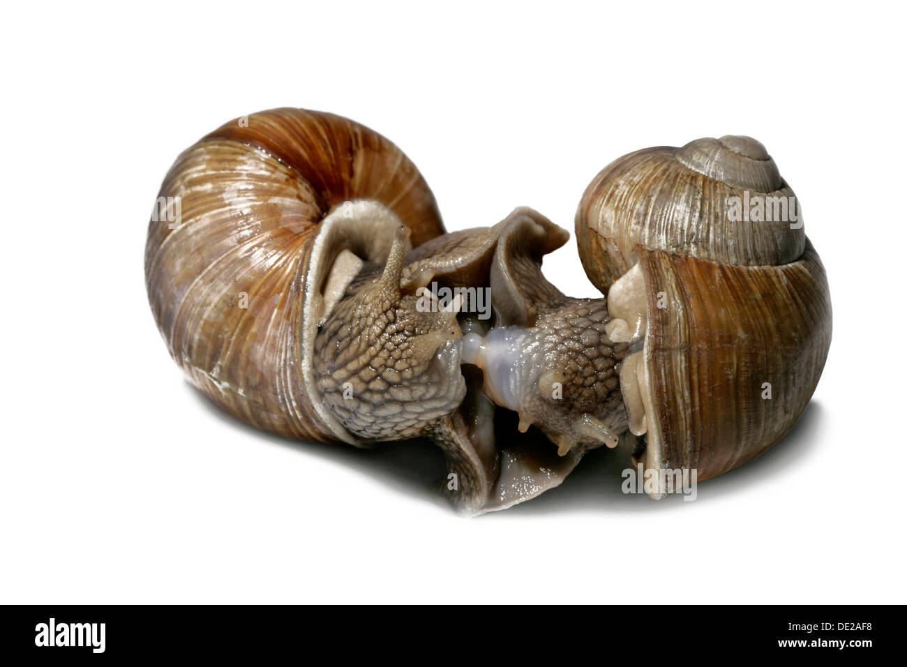 Burgundy snails, Roman snails, edible snails or escargots (Helix pomatia), mating, foreplay Stock Photo