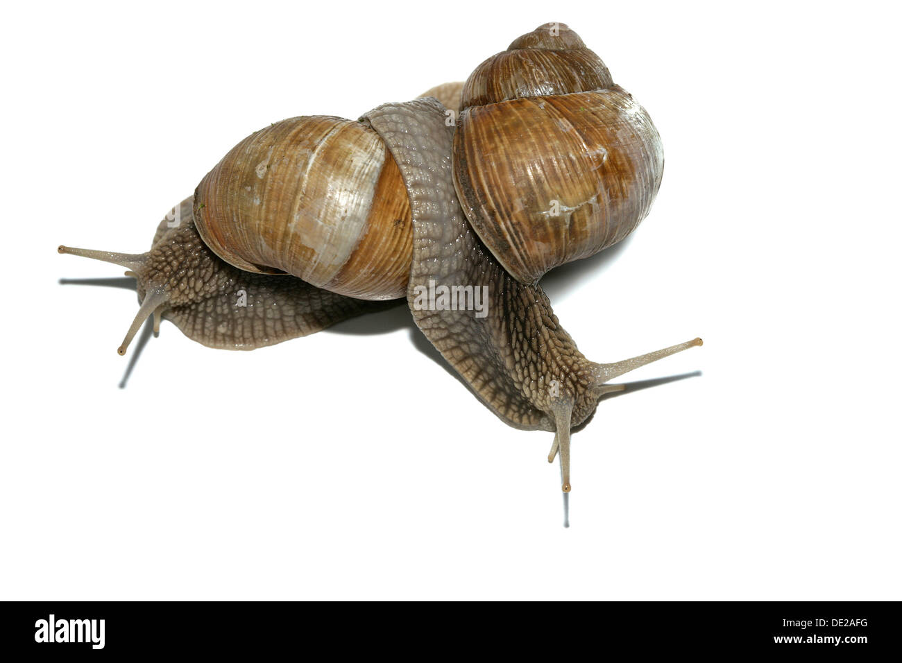 Burgundy snails, Roman snails, edible snails or escargots (Helix pomatia), mating Stock Photo