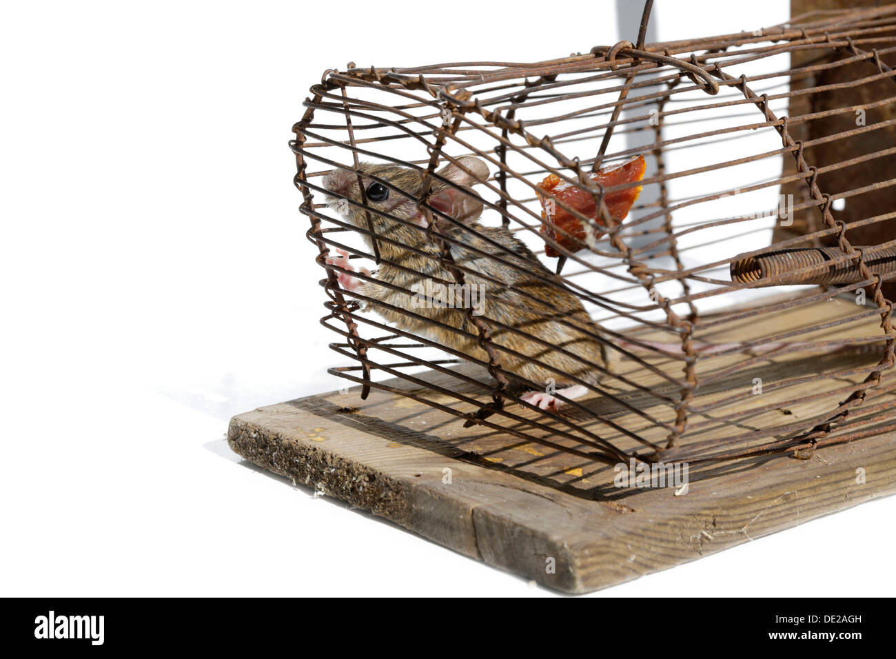 House mouse (Mus musculus), in a live-trap feeding on bait Stock Photo