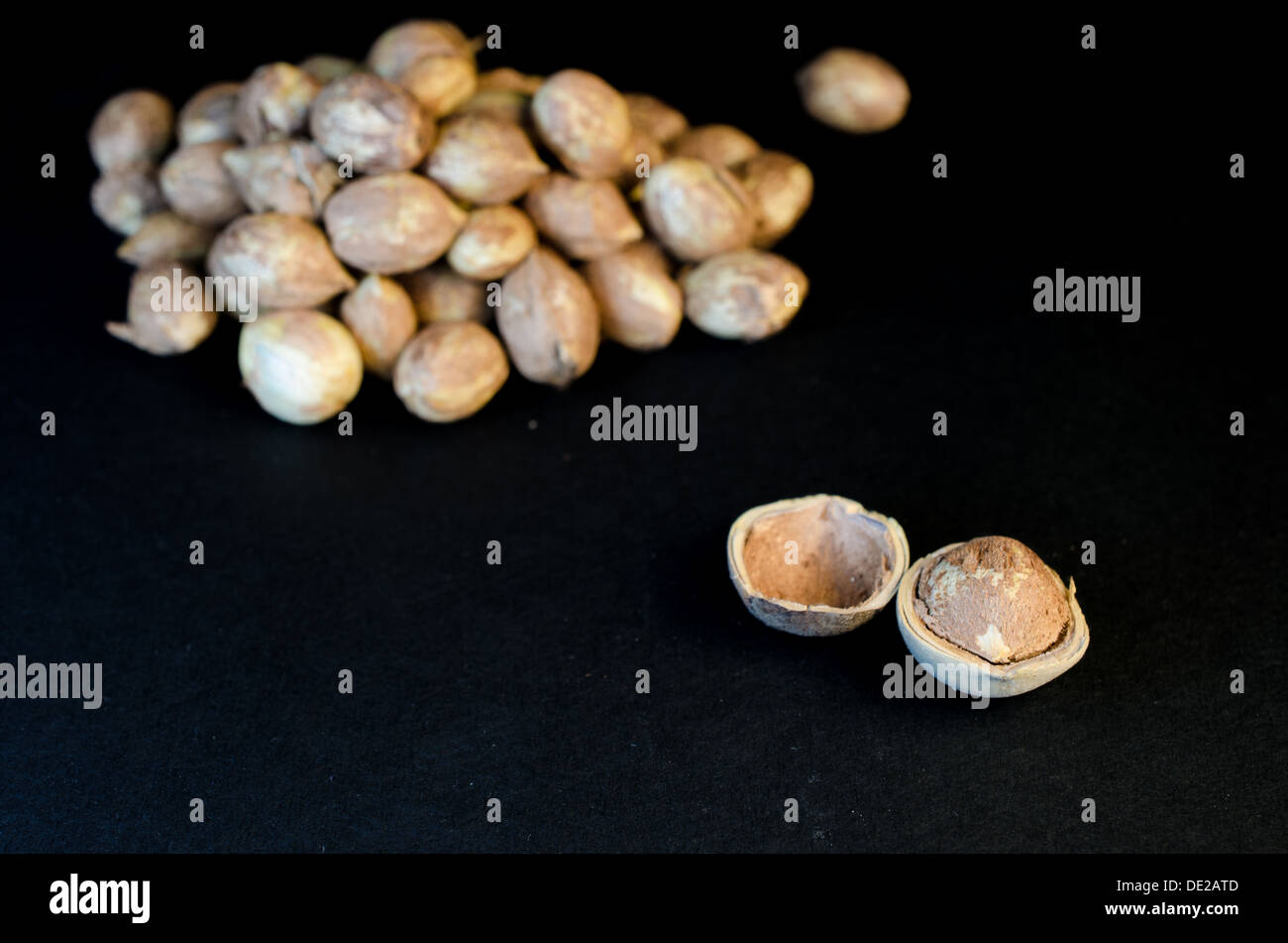 Hazelnut (Corylus avellana); a hazelnut is the nut of the hazel and is also known as cobnut or filbert nut according to species Stock Photo