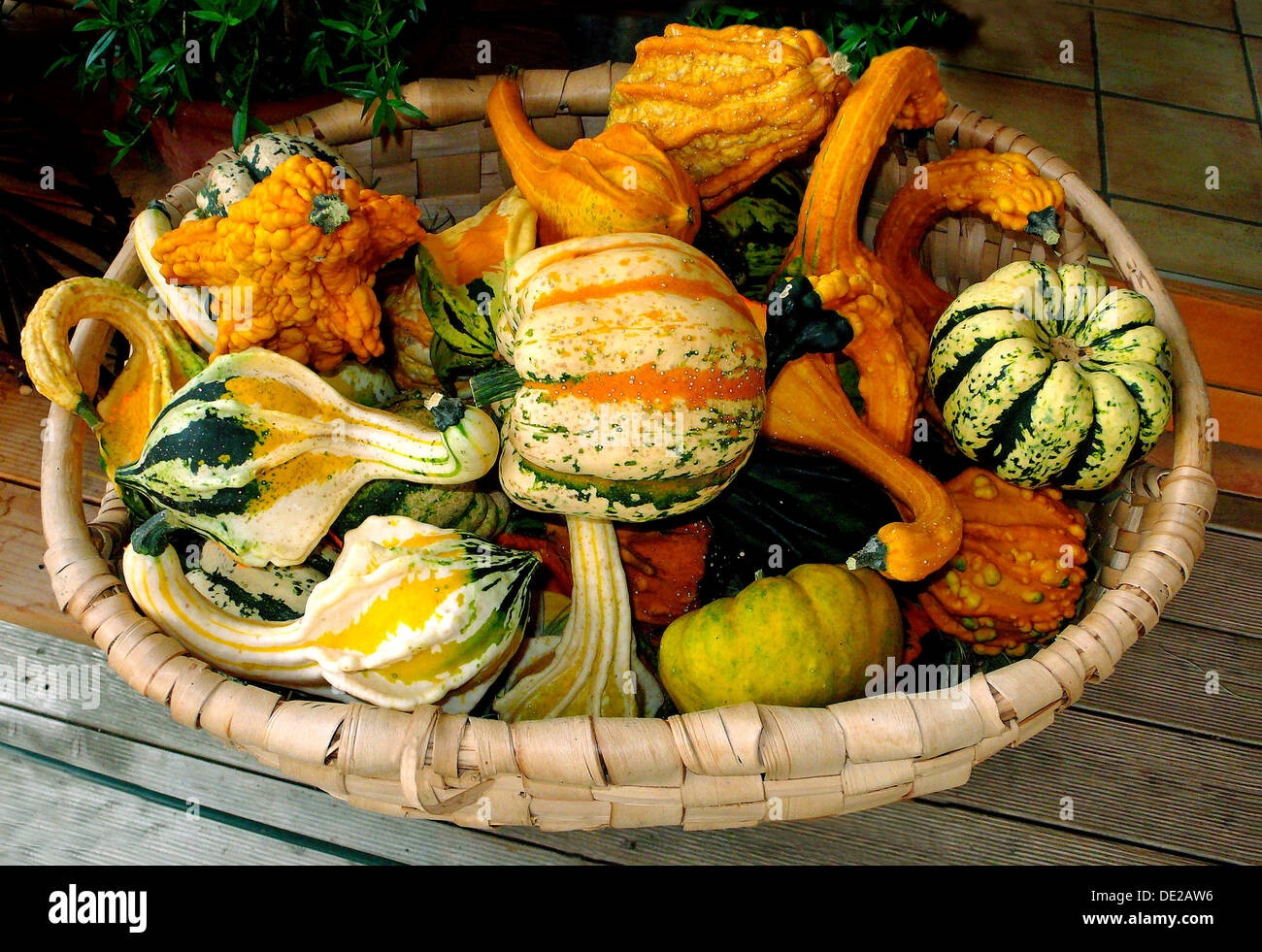 Various ornamental gourds in a basket, Bavaria, Germany Stock Photo