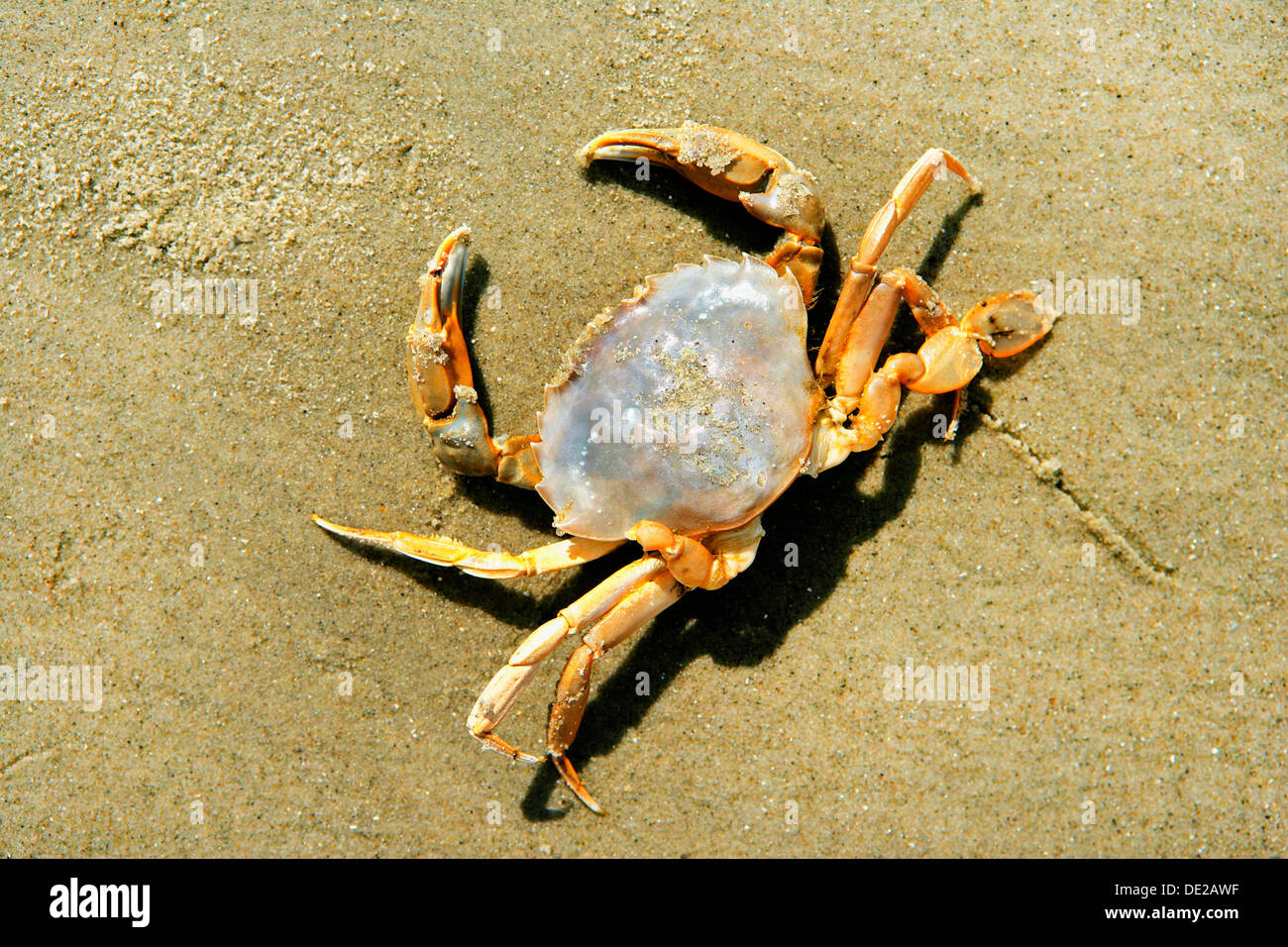 Shore Crab, European Green Crab or Green Crab (Carcinus maenas) on the North Sea beach, Juist, East Frisian Islands, East Frisia Stock Photo
