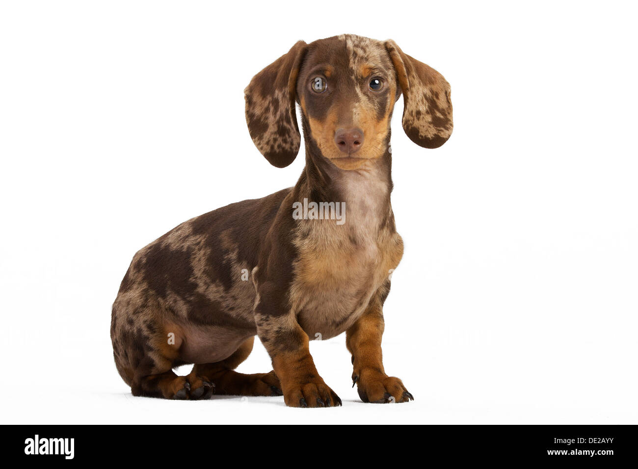 Dachshund short hair Cut Out Stock Images & Pictures - Alamy