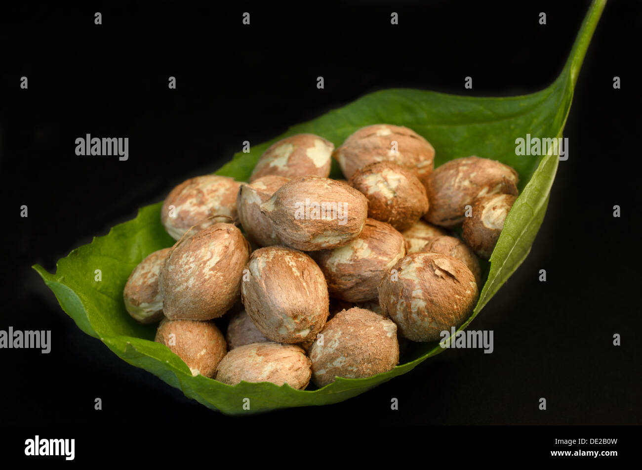 Hazelnut (Corylus avellana); a hazelnut is the nut of the hazel and is also known as cobnut or filbert nut according to species Stock Photo