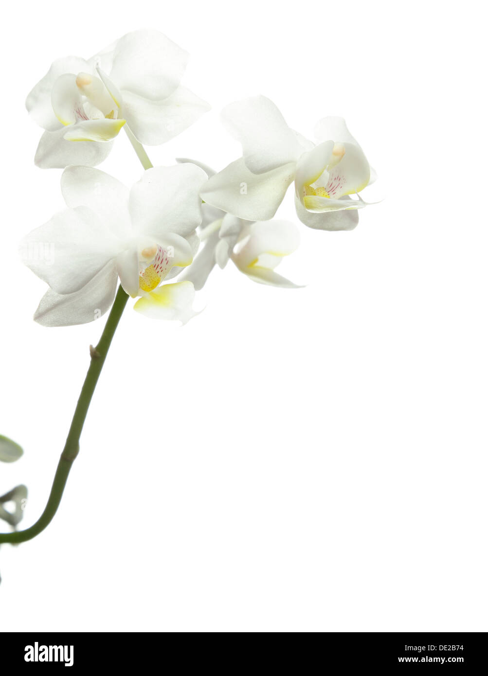 White orchid flower isolated on a white background Stock Photo - Alamy