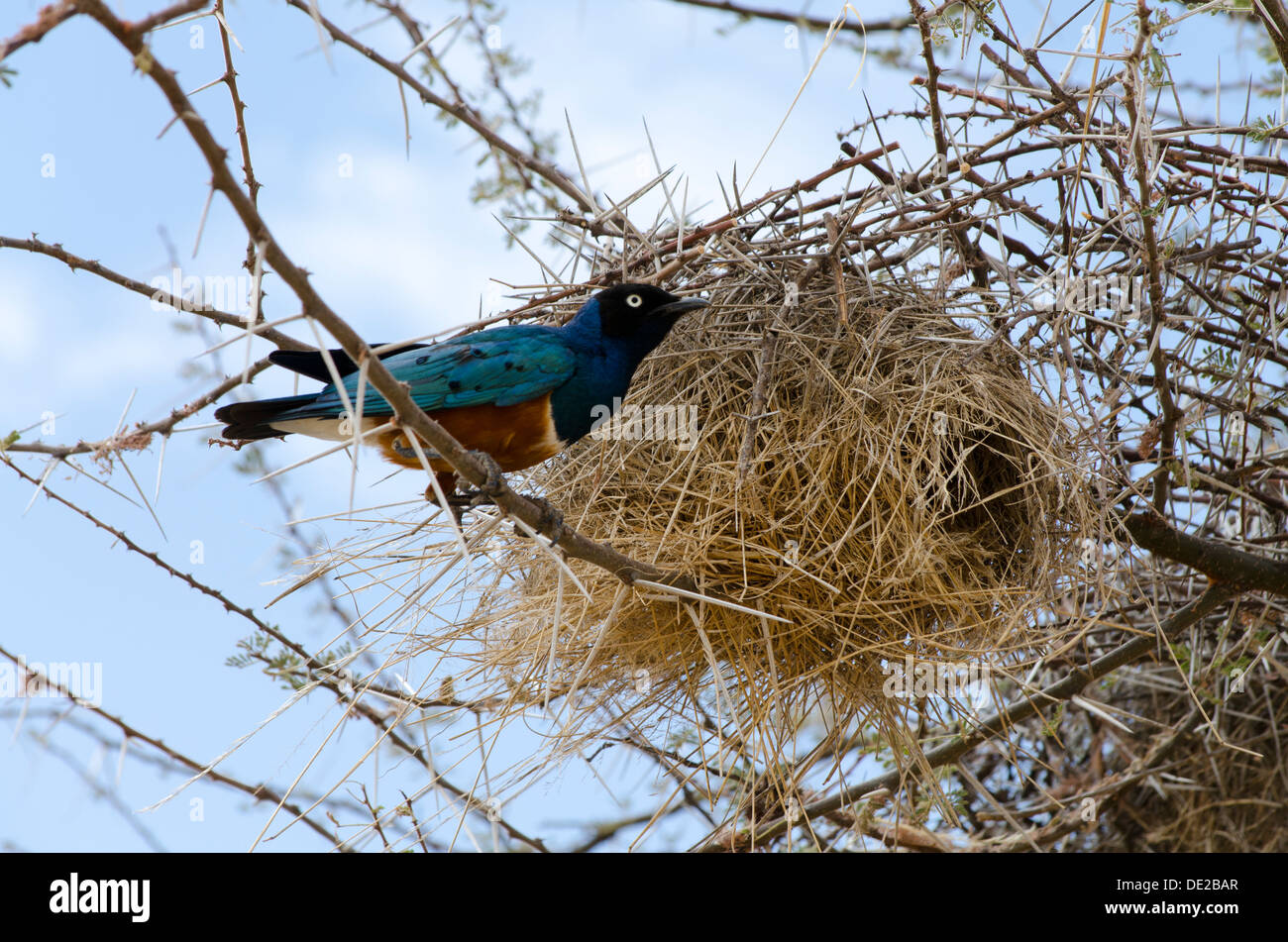 Starling nest hotsell