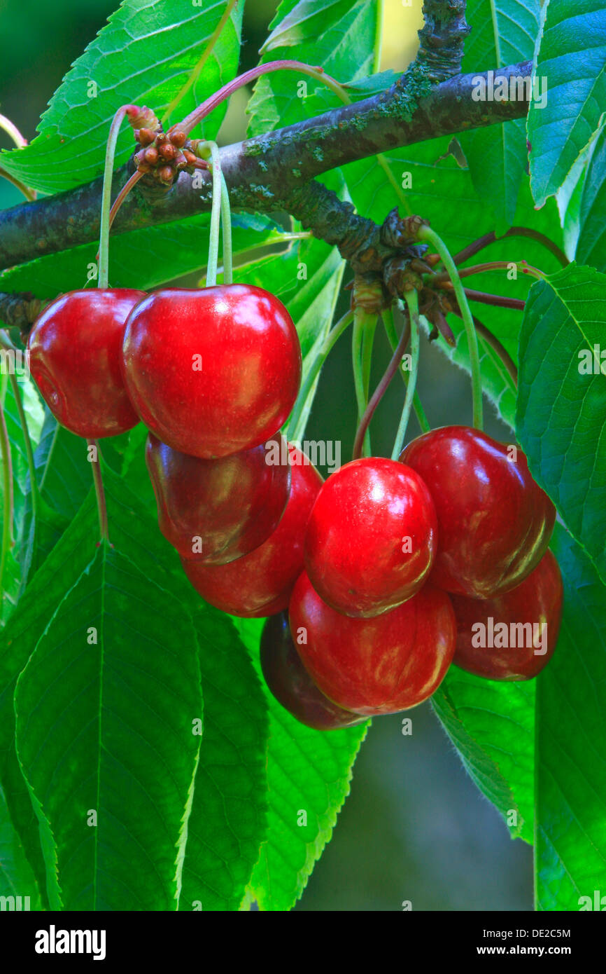 Wild Cherries (Prunus avium), on a tree Stock Photo