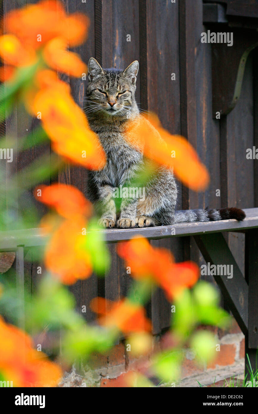 Cat sitting on a board in front of a shed wall, bright flowers in the front Stock Photo