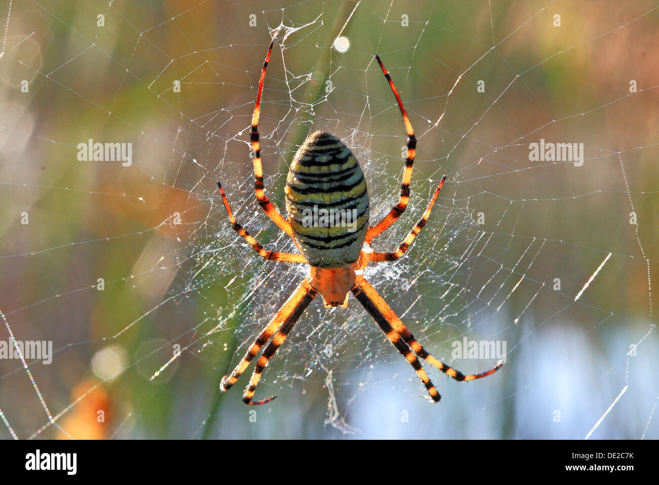 Wasp Spider (Argiope bruennichi) Stock Photo