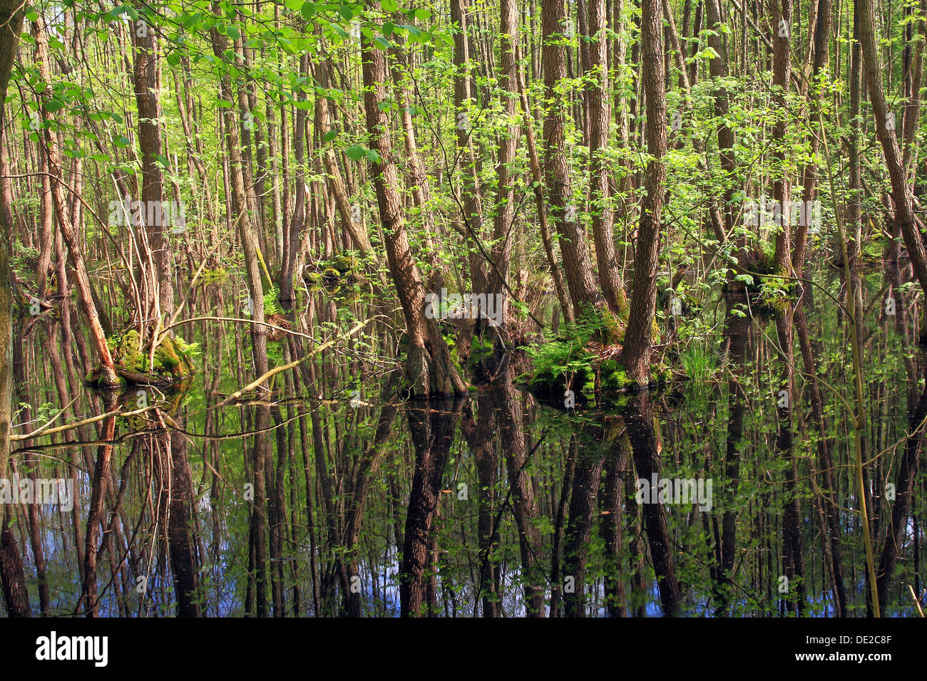 Carr or swamp forest with standing water in spring, Mecklenburg-Western Pomerania Stock Photo