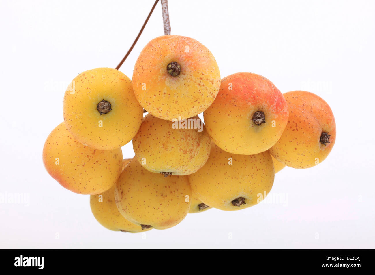 Fruits of a service tree (Sorbus domestica) Stock Photo