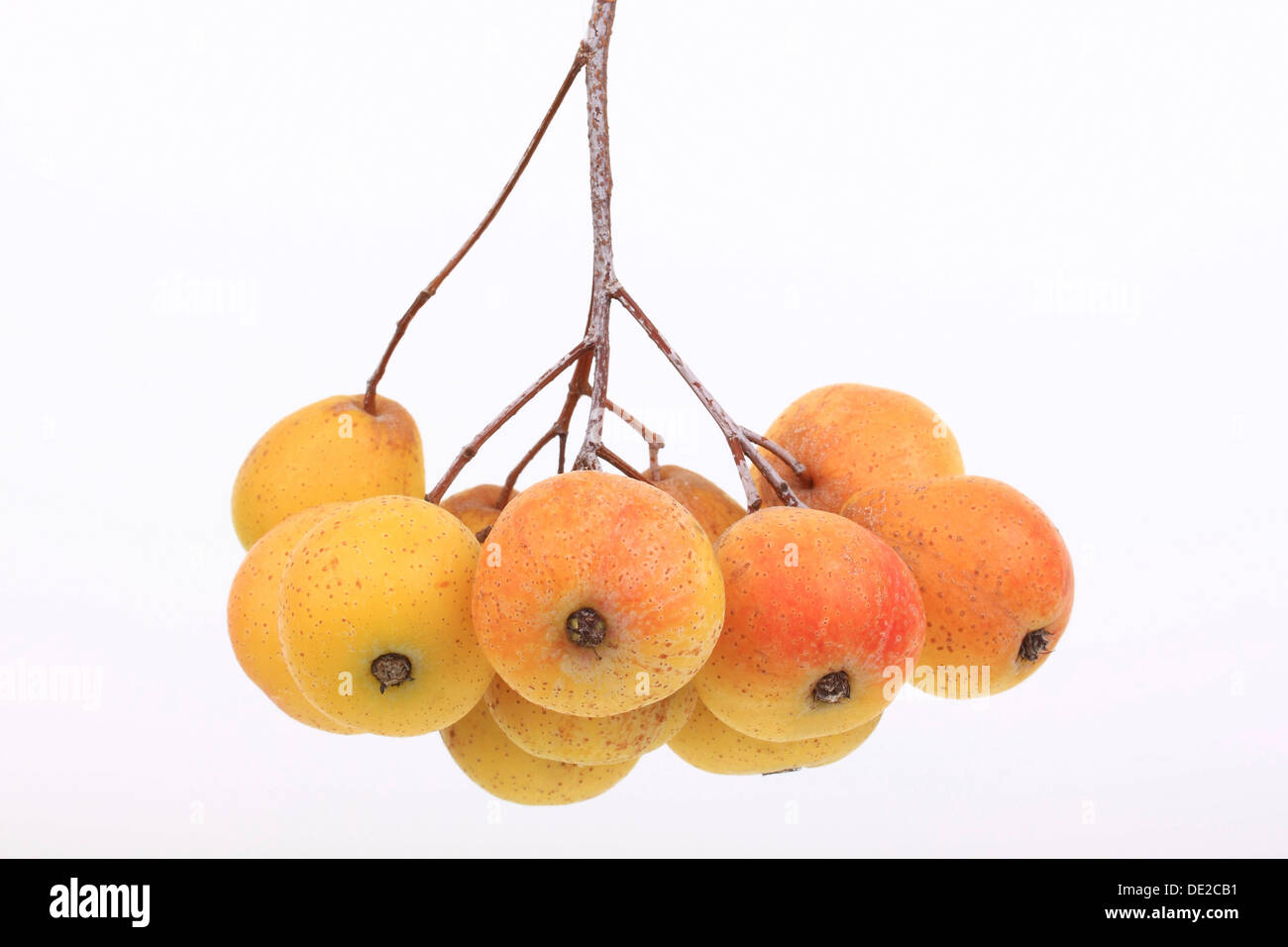 Service tree (Sorbus domestica), fruit umbel, important ingredient for the production of cider Stock Photo