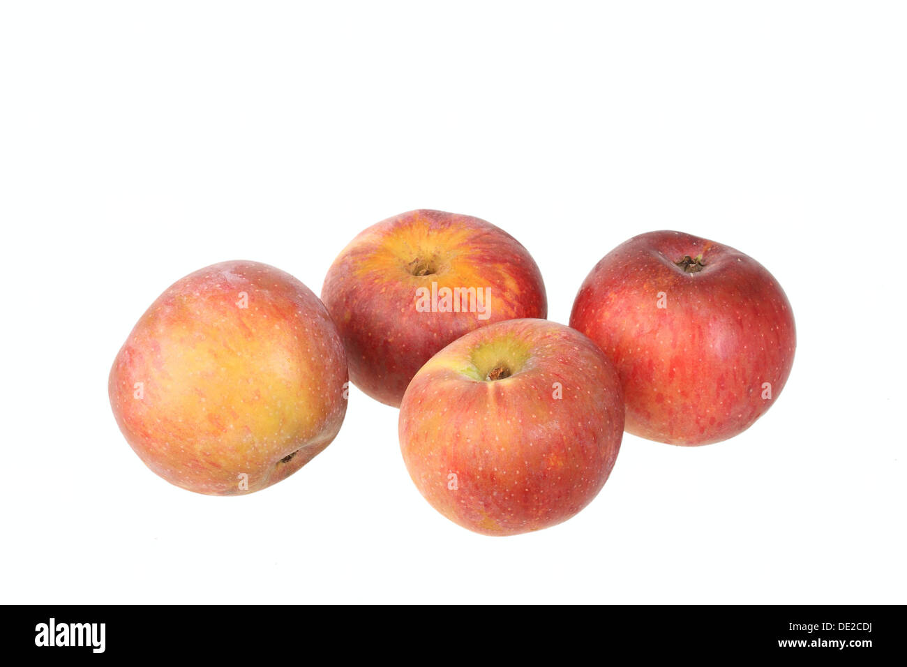 Apples, Brauner Matapfel variety, traditional sort for producing cider Stock Photo