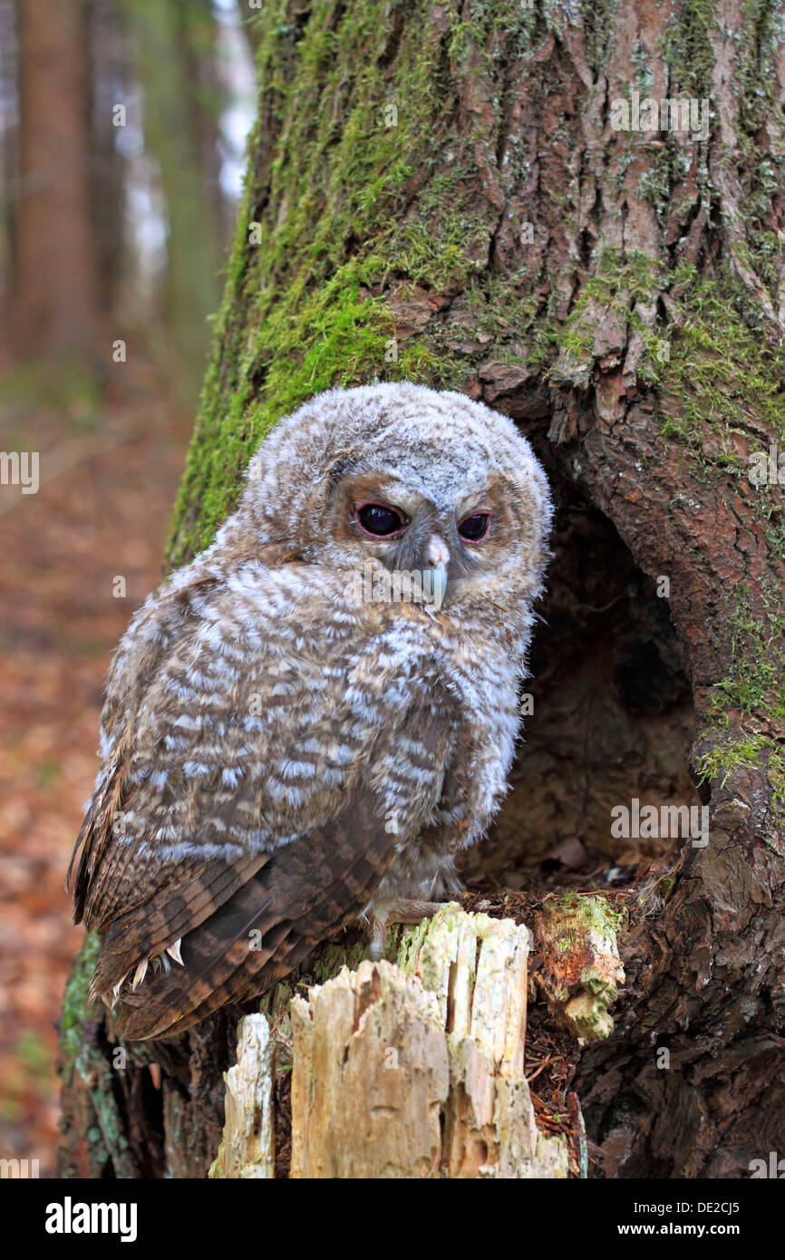 Young Tawny Owl or Brown Owl (Strix aluco) perched in front of a tree hollow, Westerwald, Solms, Lahn-Dill Kreis, Hesse, Germany Stock Photo