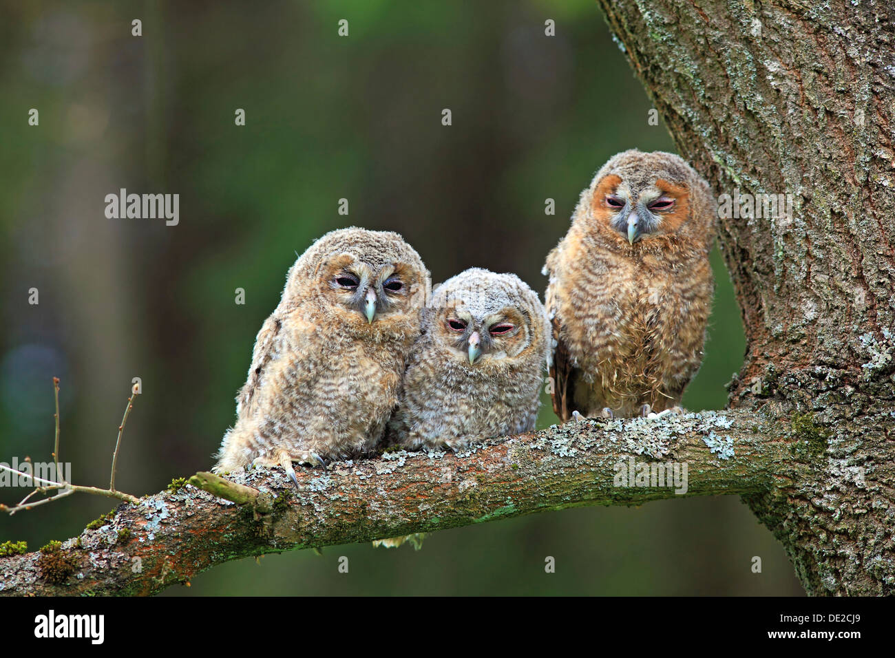 Three young Tawny Owls or Brown Owls (Strix aluco) perched on a tree, Westerwald, Solms, Lahn-Dill Kreis, Hesse, Germany Stock Photo