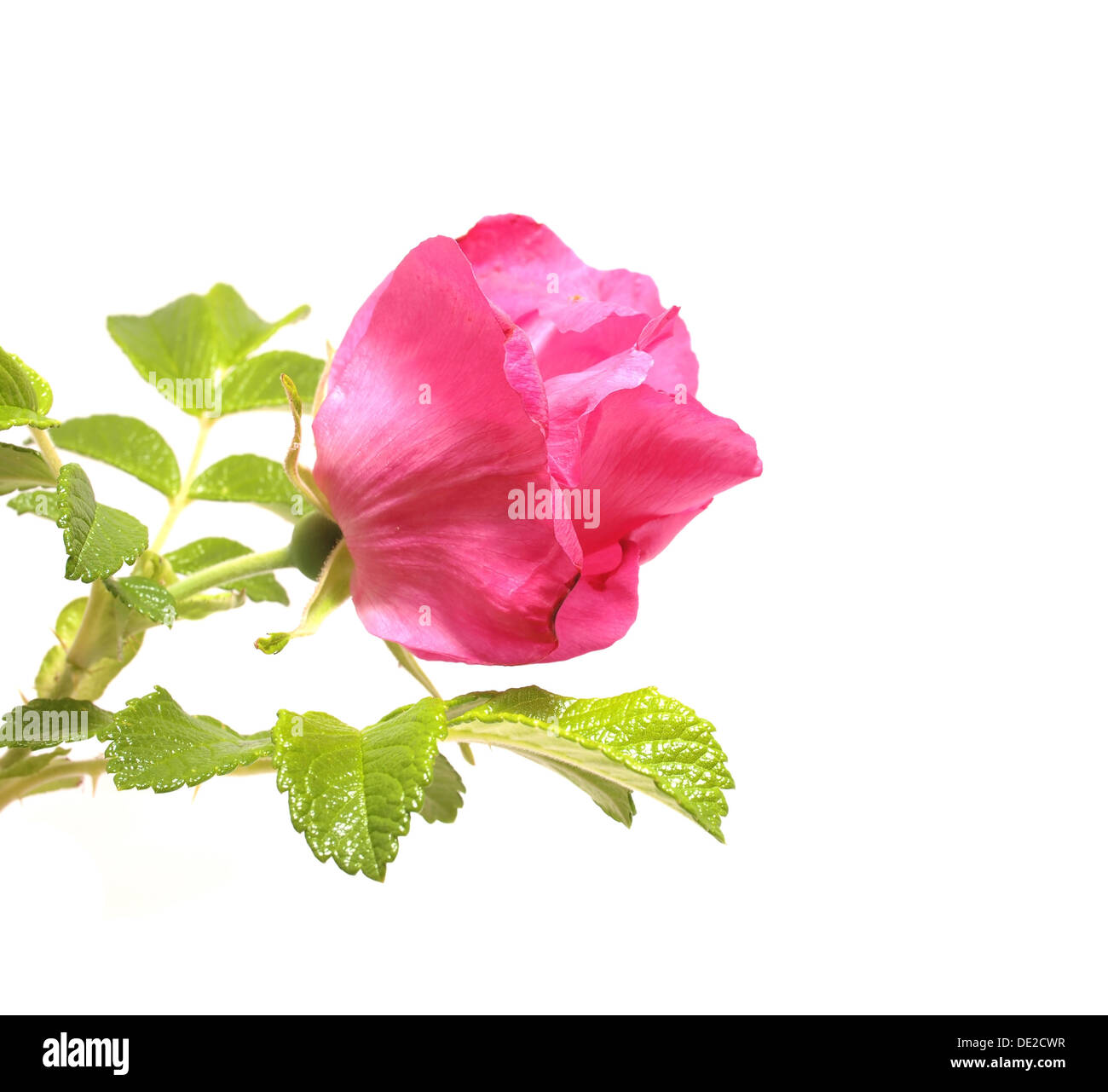 wild rose flower on a white background Stock Photo - Alamy
