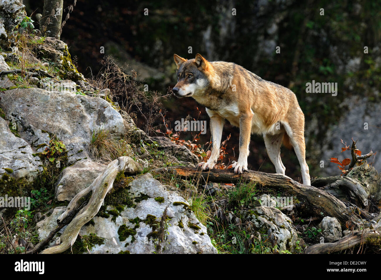 Wolf (Canis lupus) standing on a branch Stock Photo