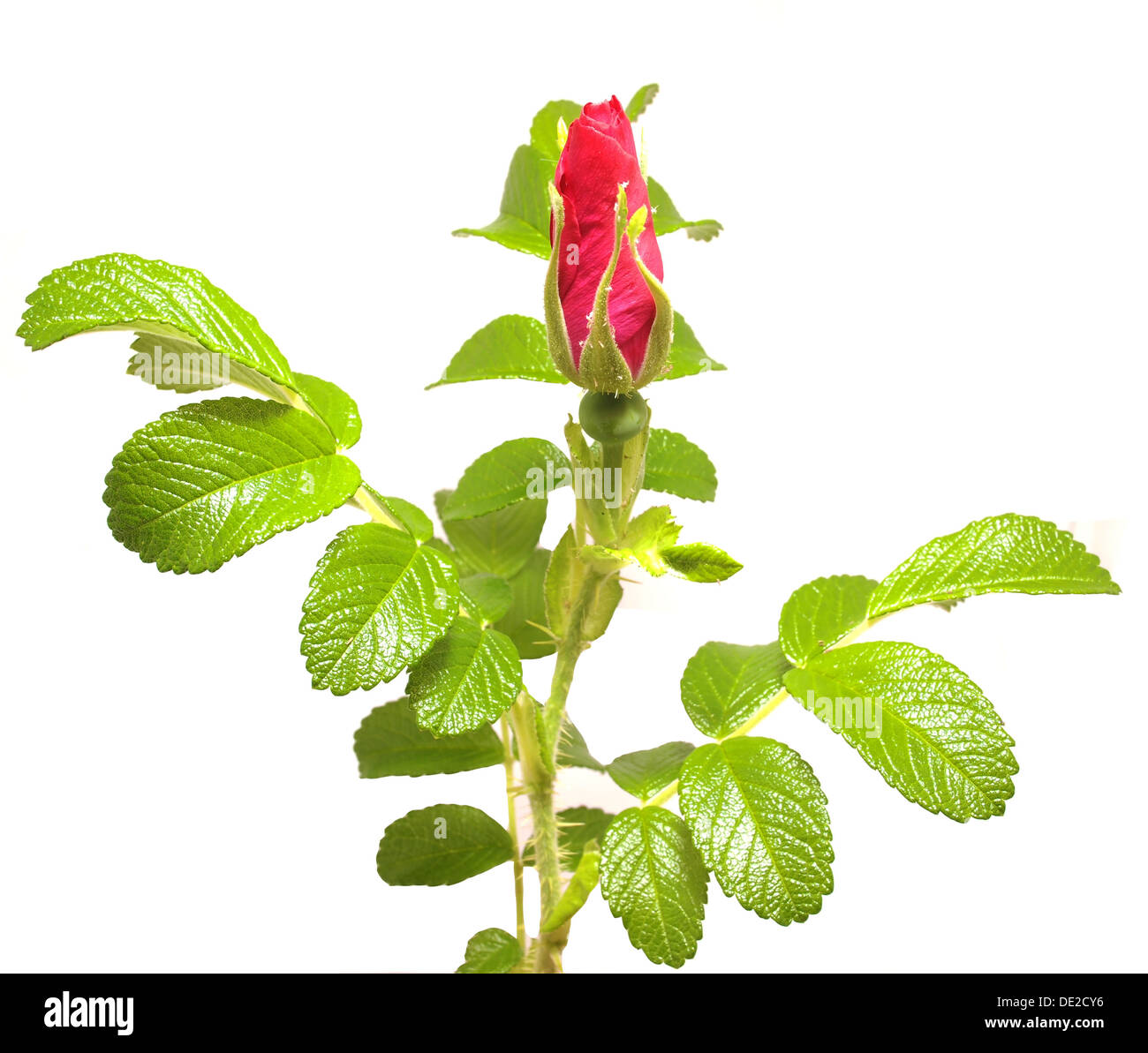 wild rose flower on a white background Stock Photo - Alamy