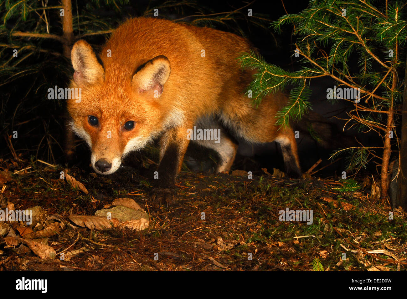 Red fox (Vulpes vulpes) hunting at night Stock Photo 60290409 Alamy