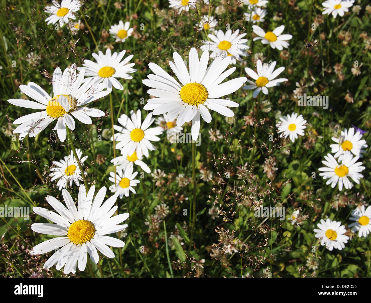 Field chamomile hi-res stock photography and images - Alamy