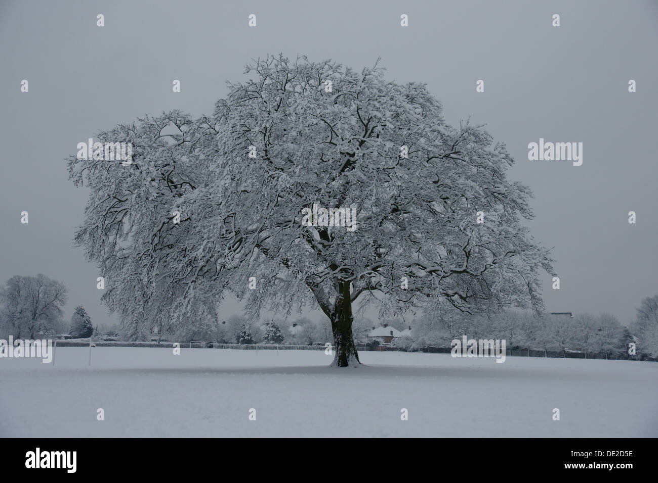 Dramatic image of a snow laden tree after following a heavy fall in Cassiobury Park Watford. Stock Photo