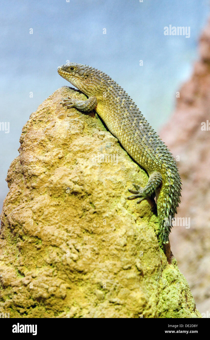 A Gidgee Skink, Egernia Stokesii, an Australian reptile or lizard Stock Photo